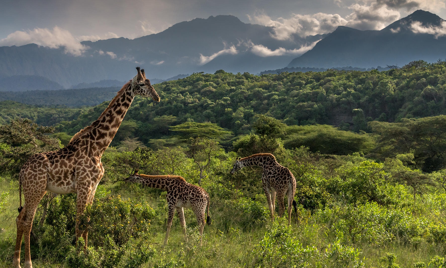  ARUSHA NATIONAL PARK SAFARI 