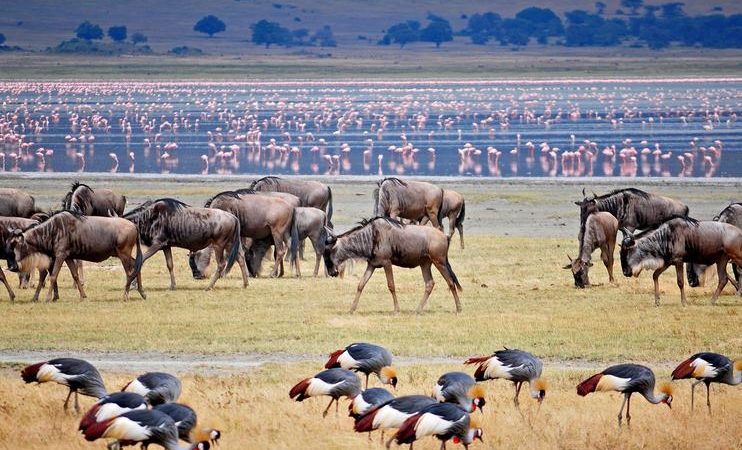  LAKE MANYARA NATIONAL PARK SAFARI 