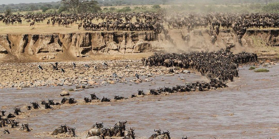  serengeti migration safaris