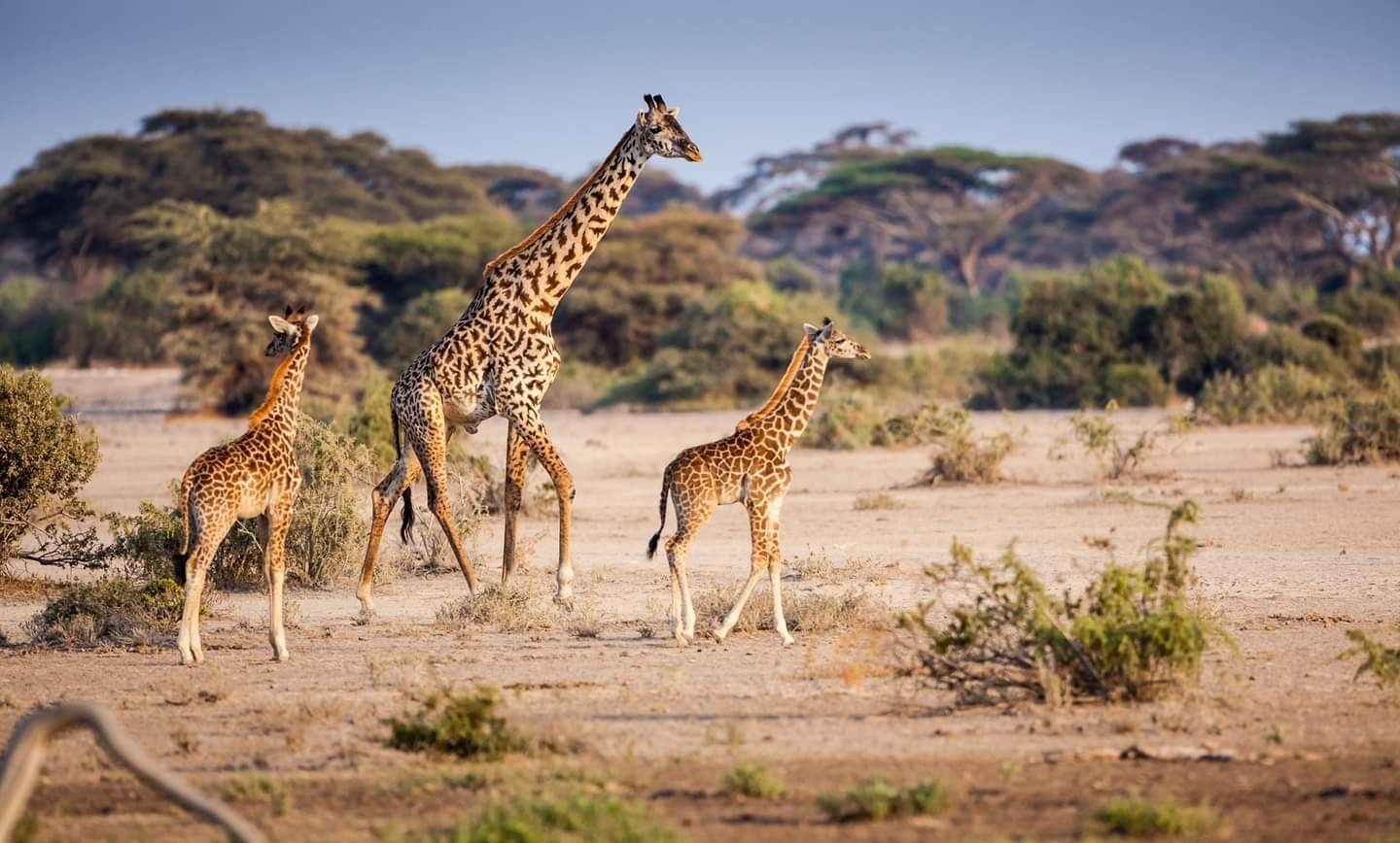  TARANGIRE NATIONAL PARK SAFARI 