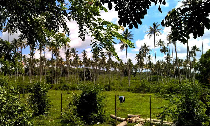  10 days zanzibar safari 